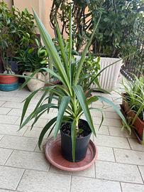 Yucca 75 cm