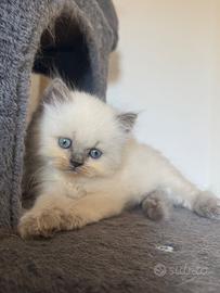 Gattino Ragdoll