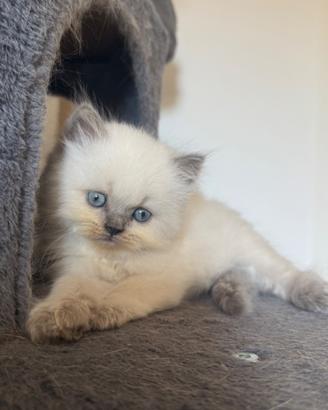 Gattino Ragdoll
