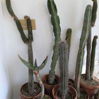 Piante grasse (75 vasi)