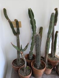 Piante grasse (75 vasi)