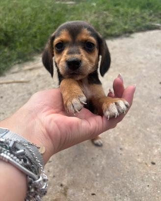 Cane da caccia