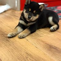 Shiba inu
