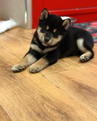 Shiba inu