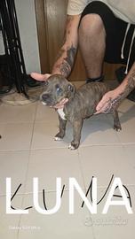 Cuccioli Staffordshire bull terrier+ Pitbull