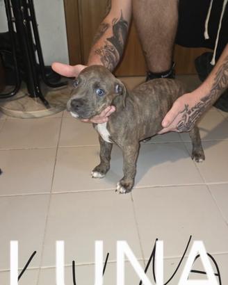 Cuccioli Staffordshire bull terrier+ Pitbull