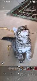 British short hair tabby