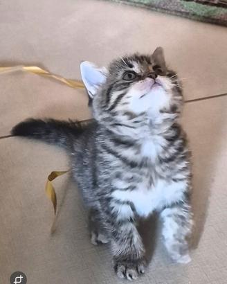 British short hair tabby