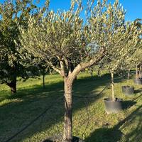 Piante Olivo