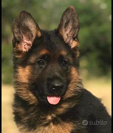 Cuccioli pastore tedesco
