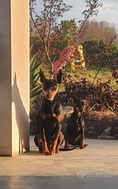Cuccioli pinscher