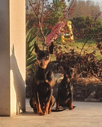 Cuccioli pinscher