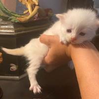 Gattino siberiano red neva masquerade