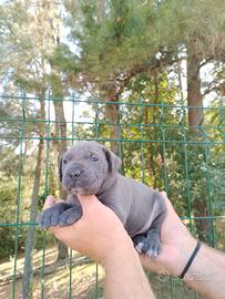 CUCCIOLI CANE CORSO 