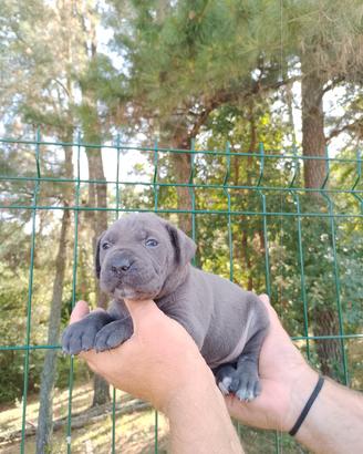 CUCCIOLI CANE CORSO 