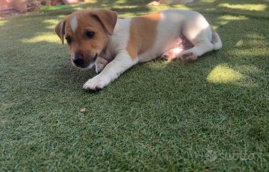 Cani jack russell