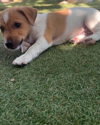 Cani jack russell
