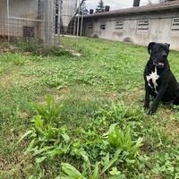 Femmina cane corso