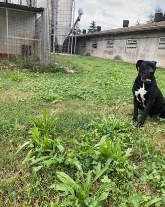 Femmina cane corso