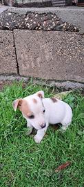 Cuccioli Jack Russel