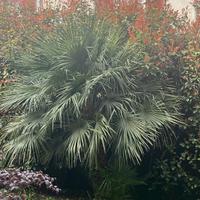 🌴 Chamaerops humilis – 2 palme nane adulte – Mila