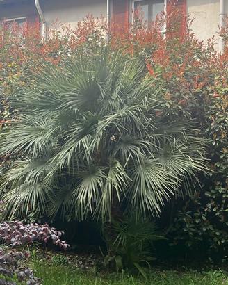🌴 Chamaerops humilis – 2 palme nane adulte – Mila