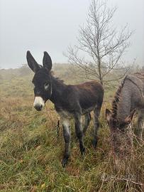 Asino mix romagnolo
