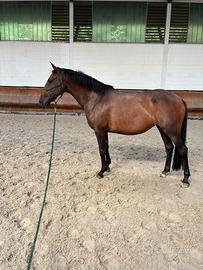 Cavallo