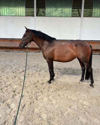 Cavallo