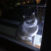 Gatto certosino di 5 anni