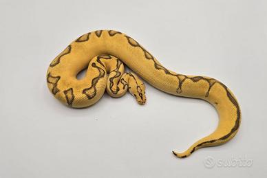 Super Pastel Super Enchi Clown - Pitone Reale