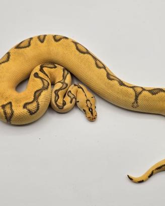 Super Pastel Super Enchi Clown - Pitone Reale