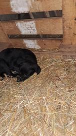 Cucciolo di cane meticcio