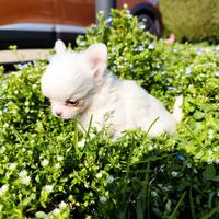 Maschietto Chihuahua