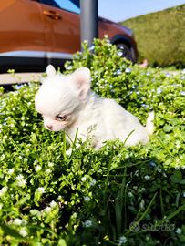 Maschietto Chihuahua