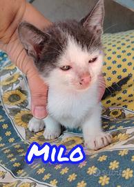 Gattini disponibili da subito zona Fasano