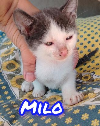 Gattini disponibili da subito zona Fasano