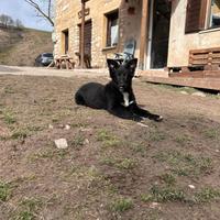 Simil Pastore della Lessinia e del Lagorai