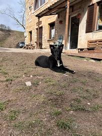 Simil Pastore della Lessinia e del Lagorai