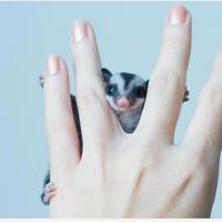 Petauri dello zucchero