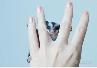 Petauri dello zucchero