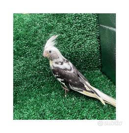 Pappagallo Calopsite allevato a mano