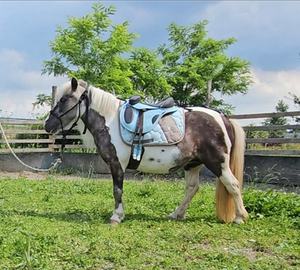 Pony femmina