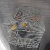 Gabbia con uccellini