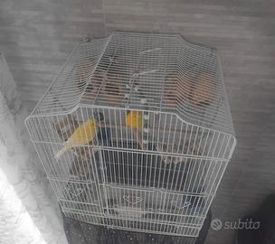 Gabbia con uccellini