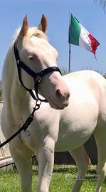 Stallone Paint - APHA