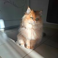 Gattina british longhair golden