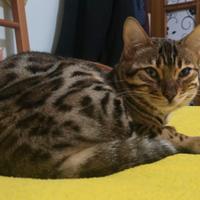 Gatto Bengal