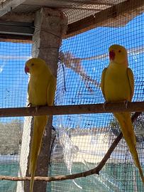 Parrocchetti dal collare