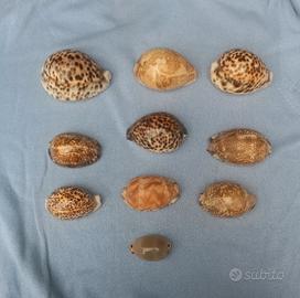 10 conchiglie "Cypraea"
